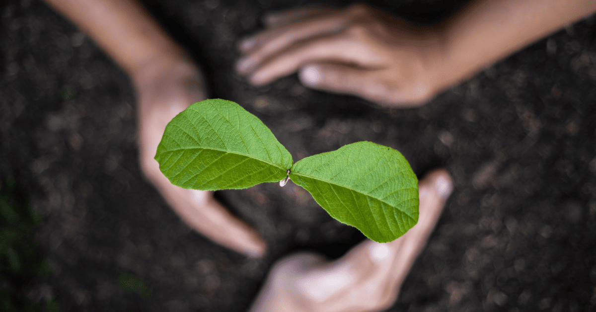 How Long Does a Teak Tree Take To Grow? 2024 Useful Information