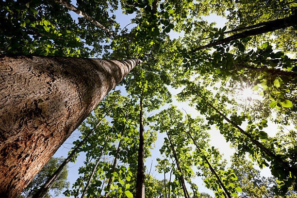 How Long Does a Teak Tree Take To Grow featured photo