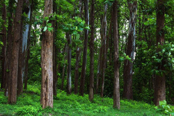 Requirements for Growing Teak Trees