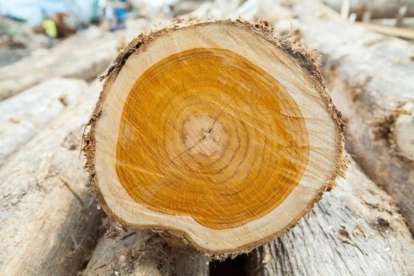 Uses of Teak Wood
