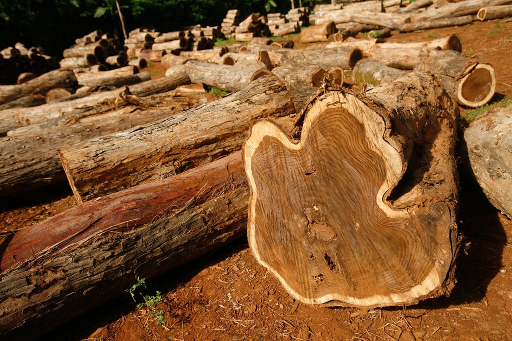 What Is Teak Wood