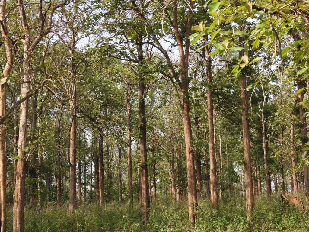 Where Is Teak Furniture Made featured photo